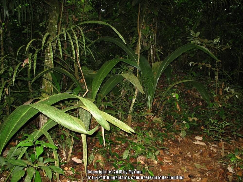 Photo of Palm Grass (Curculigo capitulata) uploaded by bonitin