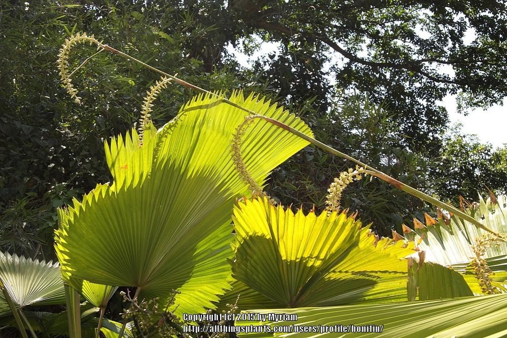 Photo of Ruffled Fan Palm (Licuala grandis) uploaded by bonitin