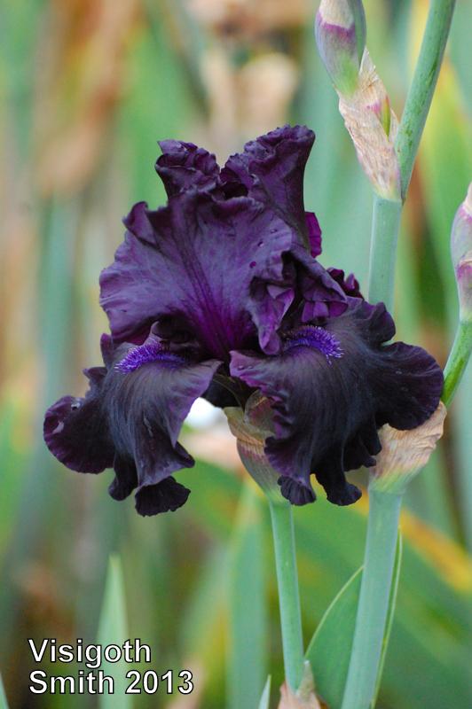 Photo of Tall Bearded Iris (Iris 'Visigoth') uploaded by coboro