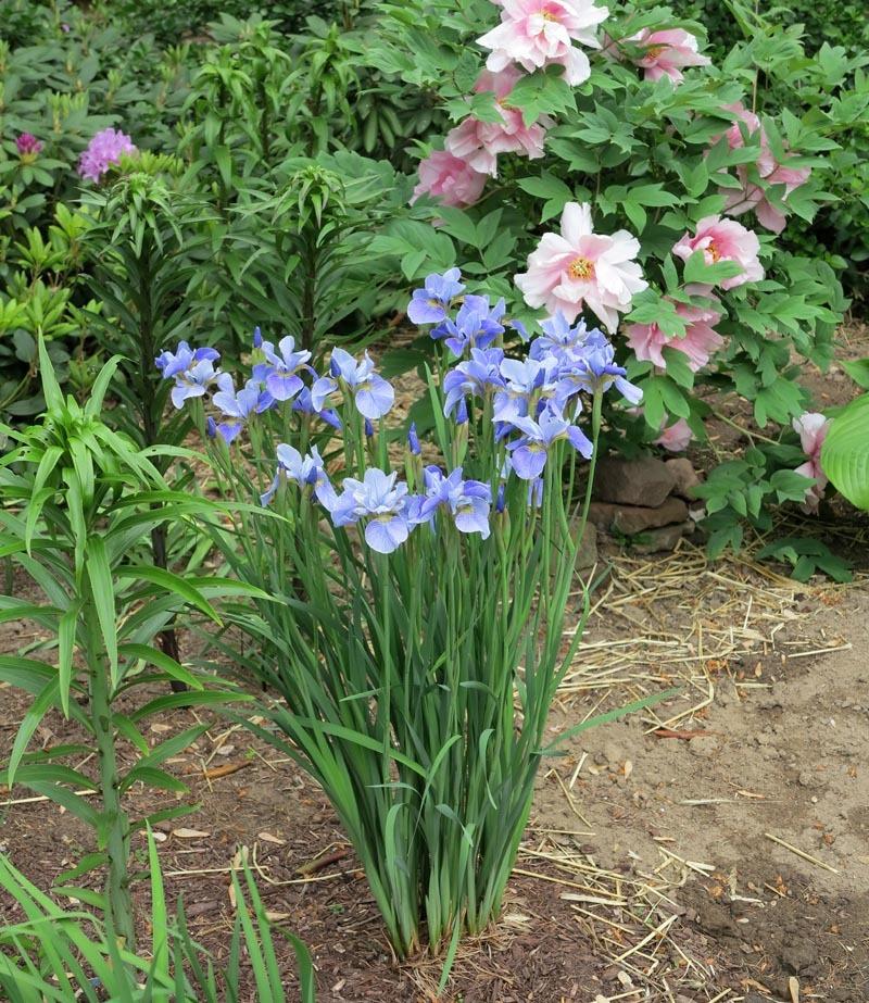 Photo of Siberian Iris (Iris 'China Spring') uploaded by eclayne