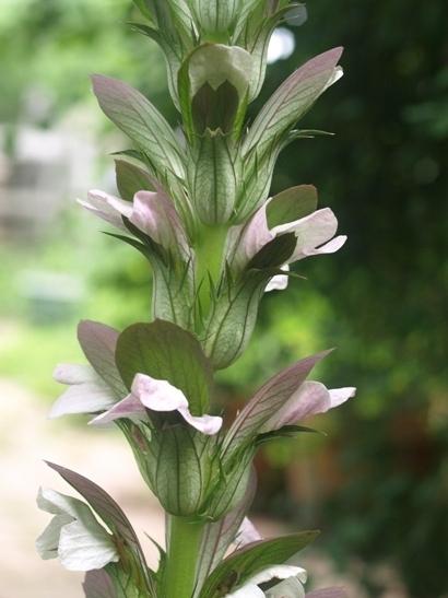 Photo of Bear's Breeches (Acanthus mollis) uploaded by plantrob