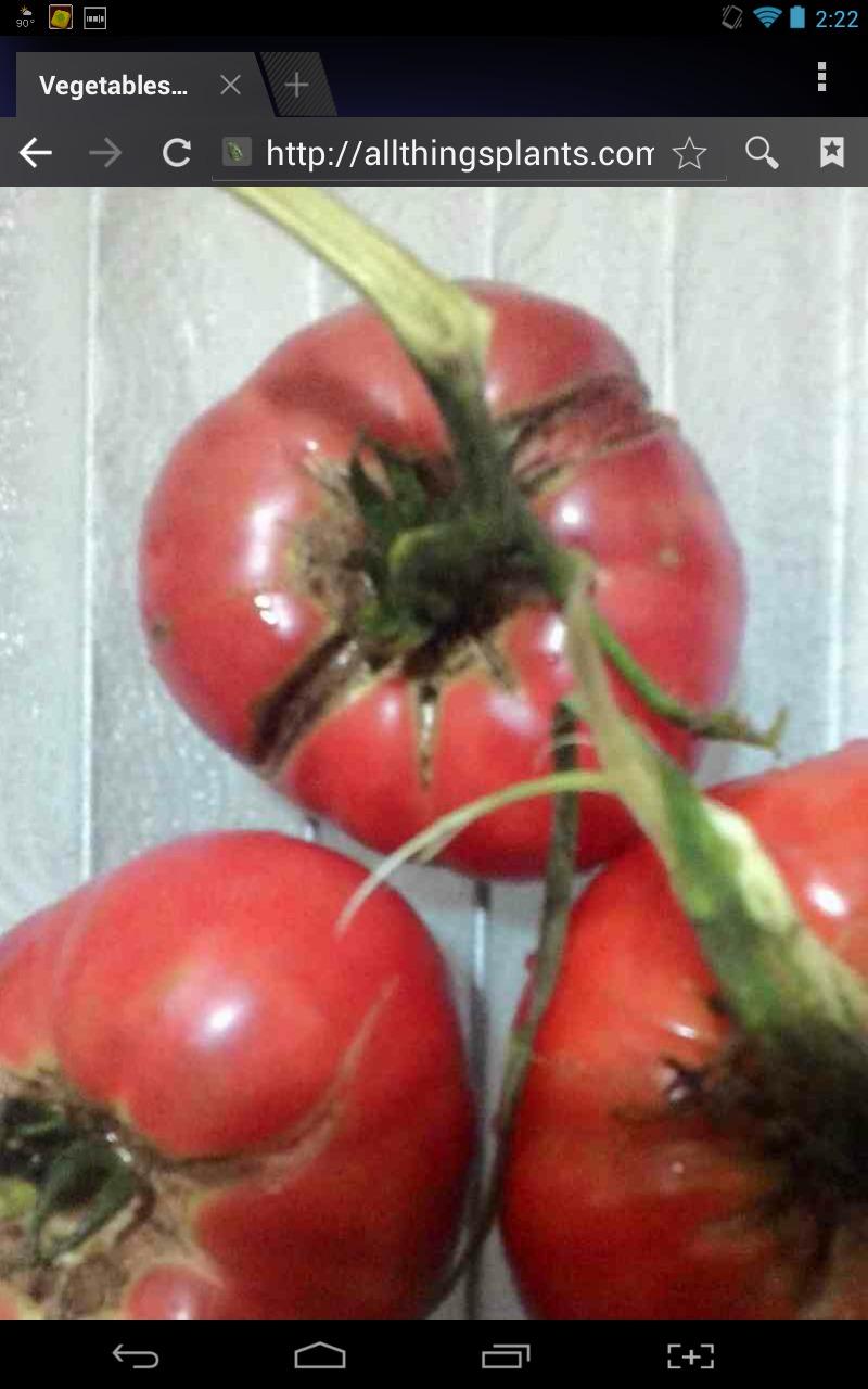 Photo of Tomato (Solanum lycopersicum 'New Big Dwarf') uploaded by texaskitty111