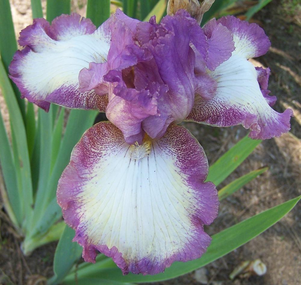 Photo of Tall Bearded Iris (Iris 'Happy Halo') uploaded by Calif_Sue
