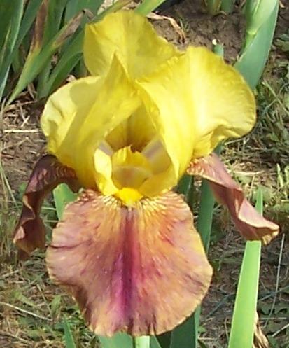 Photo of Tall Bearded Iris (Iris 'Heathen') uploaded by Calif_Sue