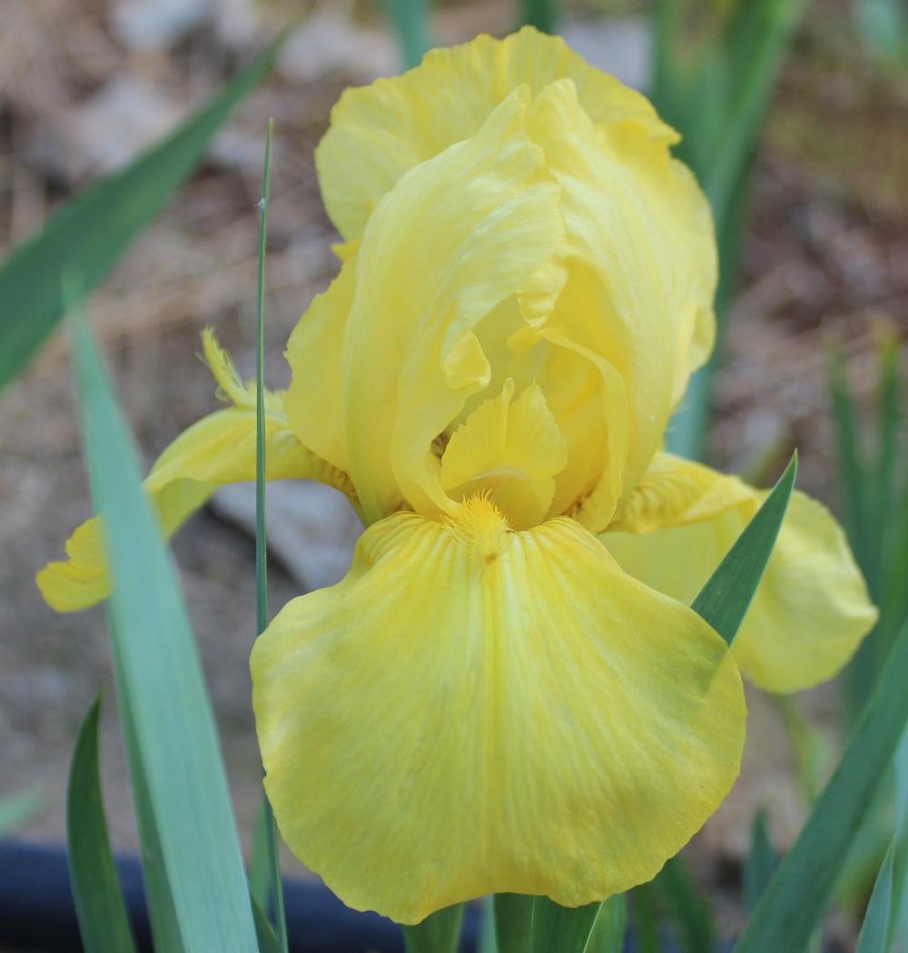 Photo of Intermediate Bearded Iris (Iris 'Hagar's Helmet') uploaded by Calif_Sue