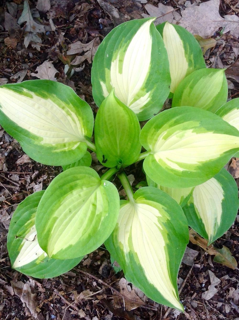 Photo of Hosta 'Summer Music' uploaded by Cookies4kids