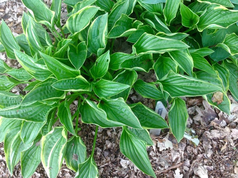 Photo of Hosta 'Cowrie' uploaded by Cookies4kids