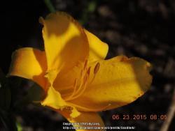 Thumb of 2015-06-23/Seedfork/62d6ca