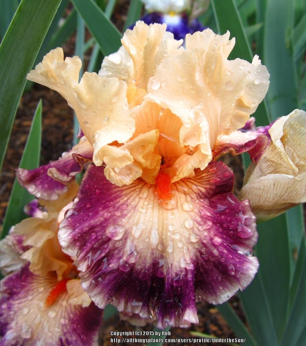Photo of Tall Bearded Iris (Iris 'Uninhibited') uploaded by UndertheSun