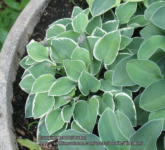 Photo of Hosta 'Country Mouse' uploaded by ViolaAnn