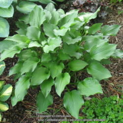 Location: Ottawa, ON
Date: 2015-06-21
Update on this very attractive green hosta.