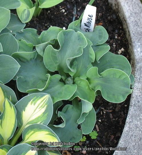 Photo of Hosta 'Church Mouse' uploaded by ViolaAnn