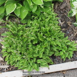 Location: Ottawa, ON
Date: 2015-06-21
'Kinbotan' makes an excellent ground cover hosta as it quickly go
