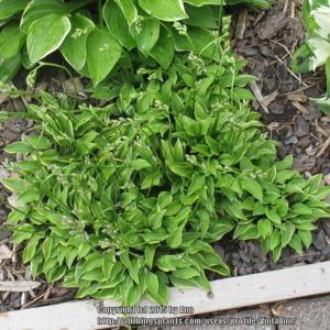 'Kinbotan' makes an excellent ground cover hosta as it quickly go