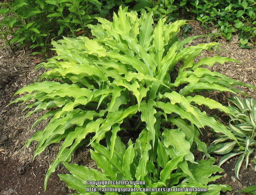 Photo of Hosta 'Curly Fries' uploaded by ViolaAnn