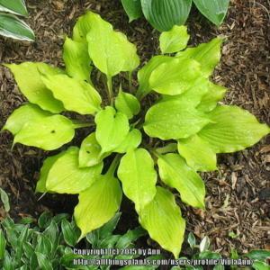 Lovely hosta which becomes a more intense yellow as the summer pr
