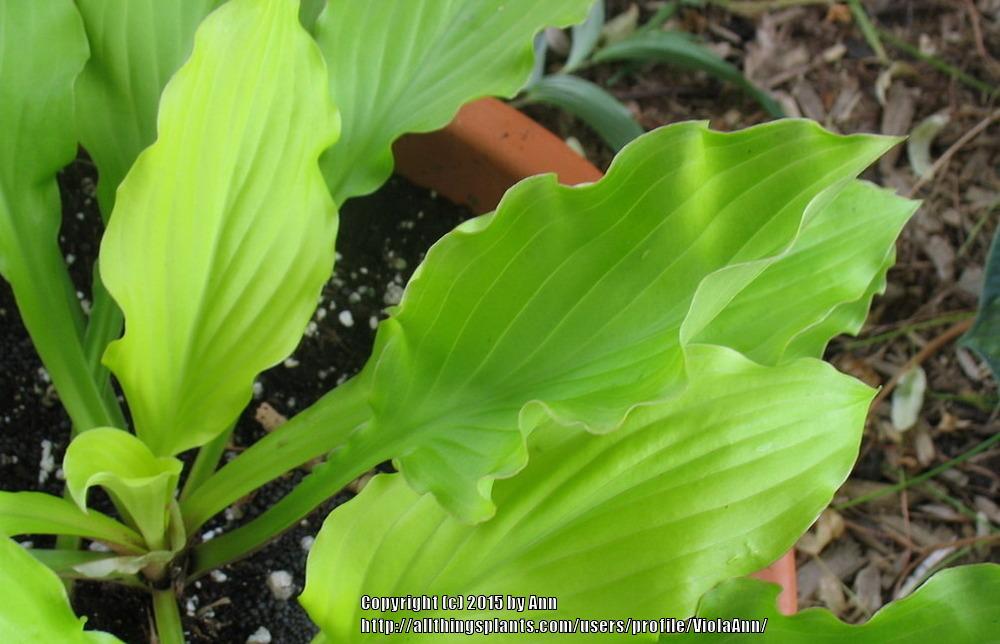 Photo of Hosta 'Fruit Punch' uploaded by ViolaAnn