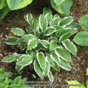 One of my earliest hostas. I had a full border of it, but dug out