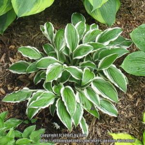 One of my earliest hostas. I had a full border of it, but dug out