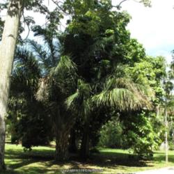 Location: Botanical Garden, Rio de Janeiro, Brazil
Date: 2015-01-29