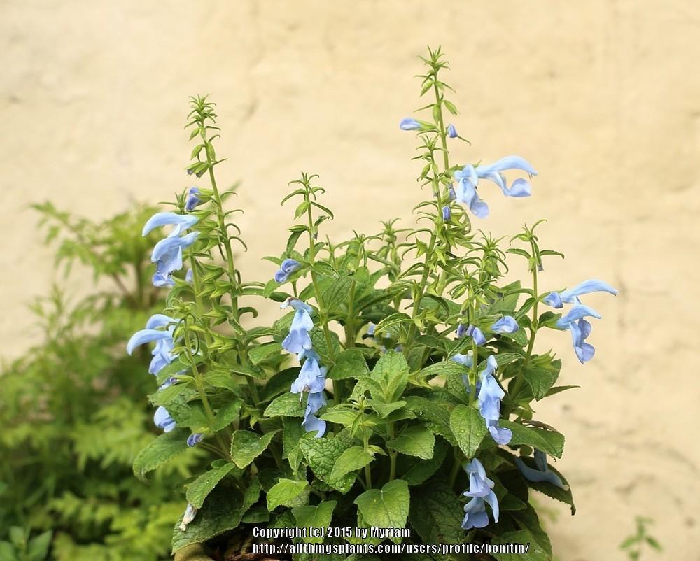 Photo of Salvia (Salvia patens 'Patio Sky Blue') uploaded by bonitin