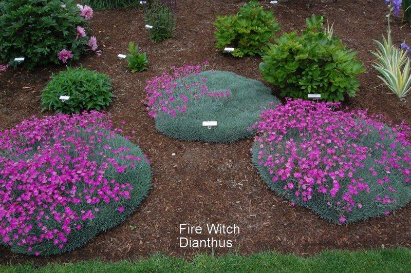 Photo of Cheddar Pink (Dianthus gratianopolitanus 'Feuerhexe') uploaded by coboro