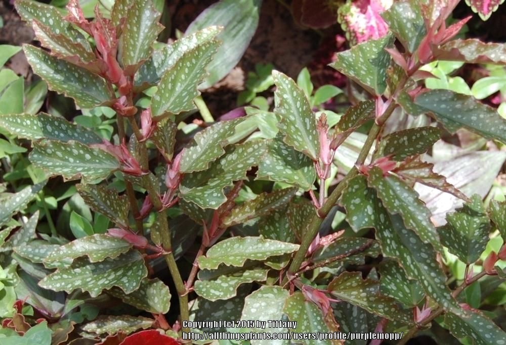 Photo of Dwarf Trout Leaf Begonia (Begonia 'Medora') uploaded by purpleinopp