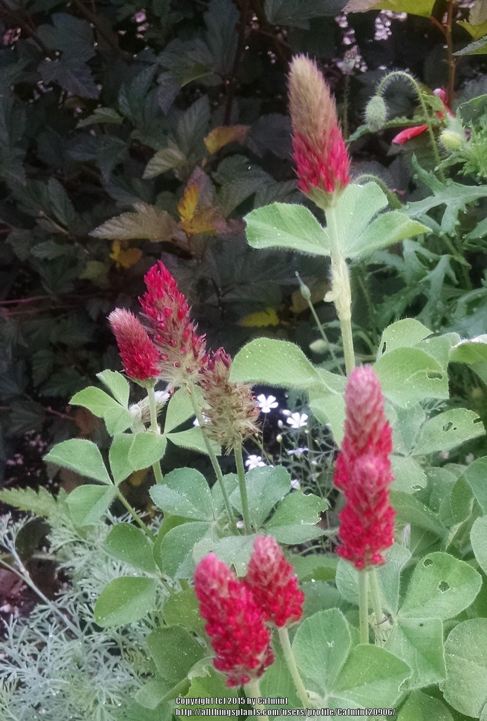 Photo of Crimson Clover (Trifolium incarnatum) uploaded by Catmint20906