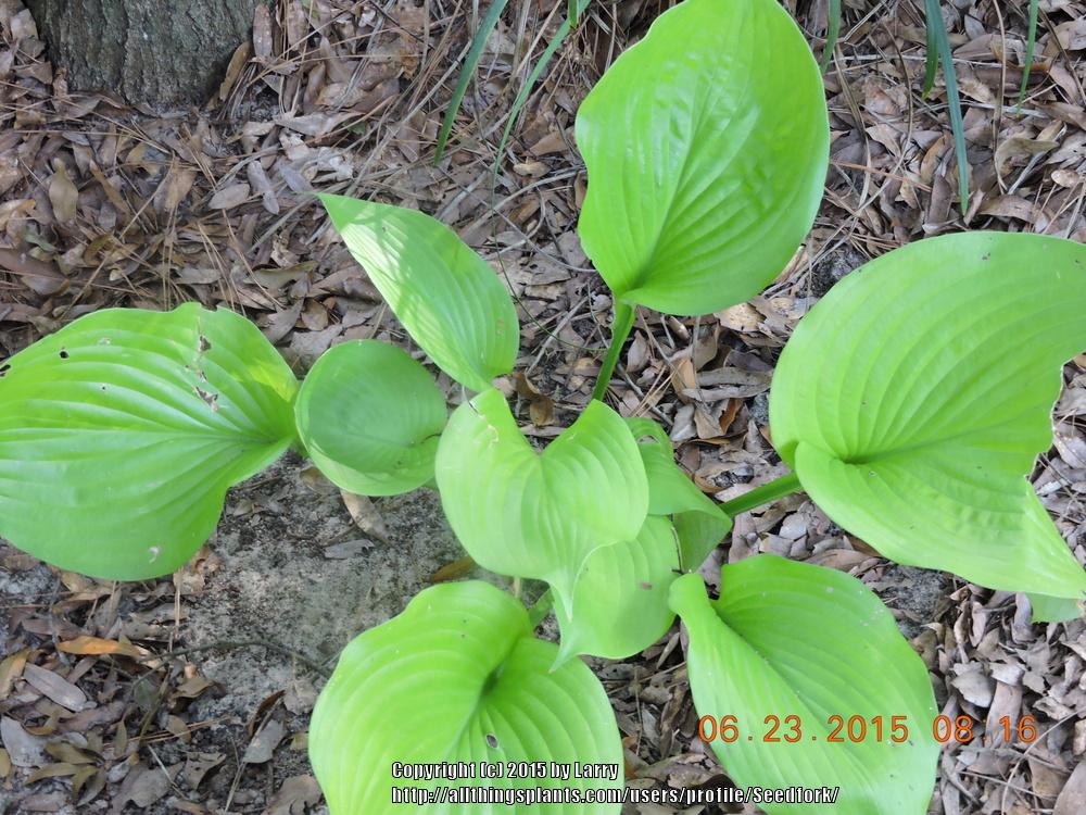 Photo of Hosta 'Sum and Substance' uploaded by Seedfork