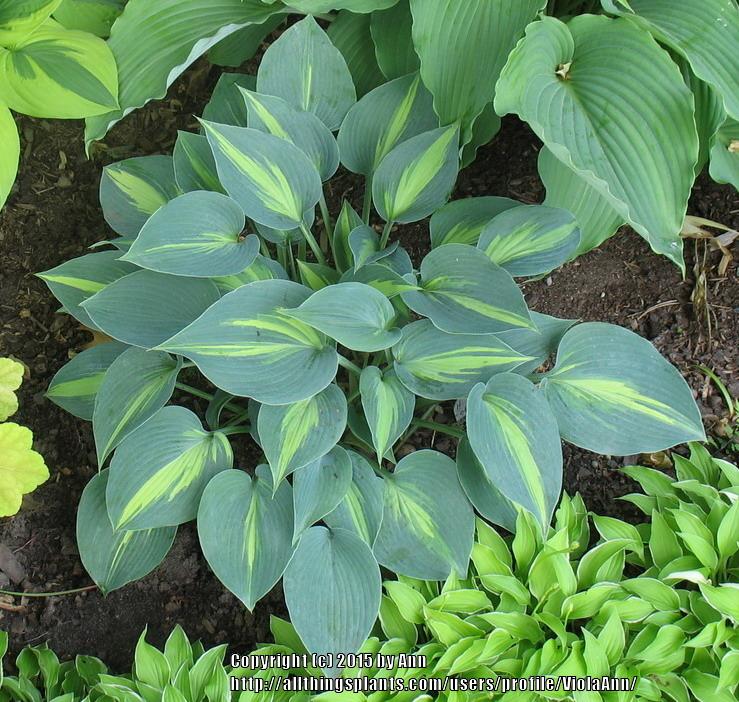Photo of Hosta 'Touch of Class' uploaded by ViolaAnn