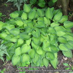 Location: Ottawa, ON
Date: 2015-06-21
Fast growing mound of hosta. An update on this plant.