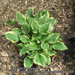 Location: Ottawa, ON
Date: 2015-06-21
This is a very vigorous mini-hosta. It now has a place in the gar