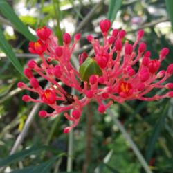 Location: St. Petersburg, FL
Date: 2015-06-22
Close up of a Jatropha multifida blooming, with a seed pod formin