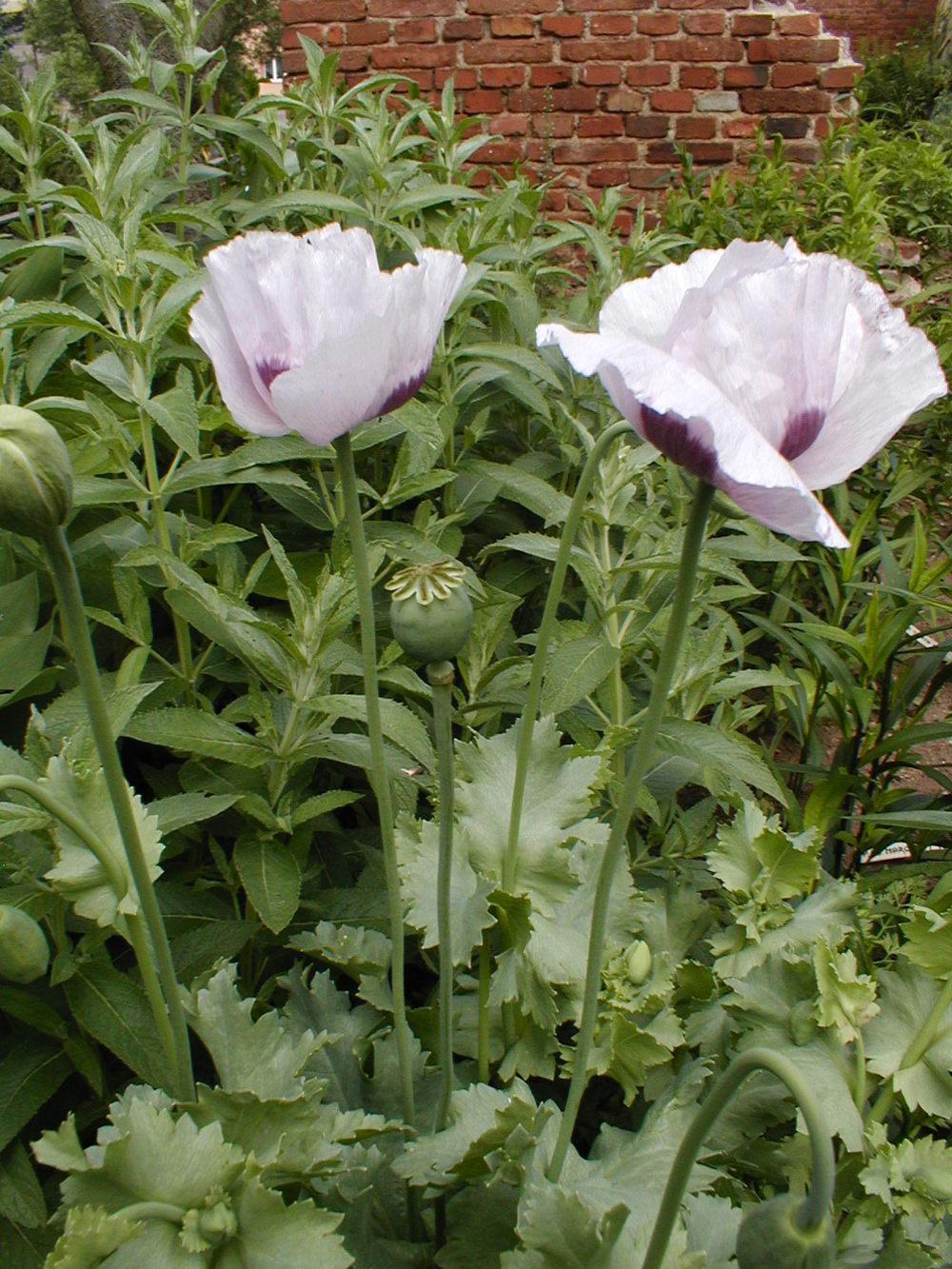 Photo of Opium Poppy (Papaver somniferum) uploaded by admin