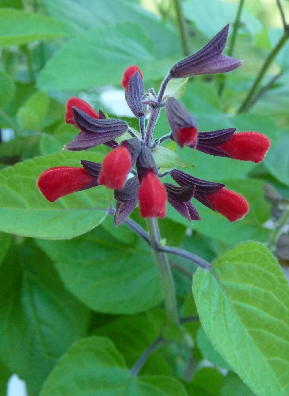 Photo of Scarlet Sage (Salvia coccinea) uploaded by gardengus