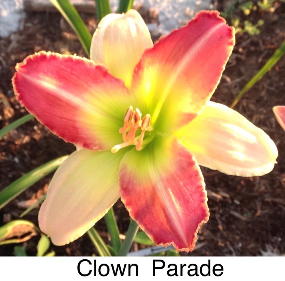 Photo of Daylily (Hemerocallis 'Clown Parade') uploaded by gsutche