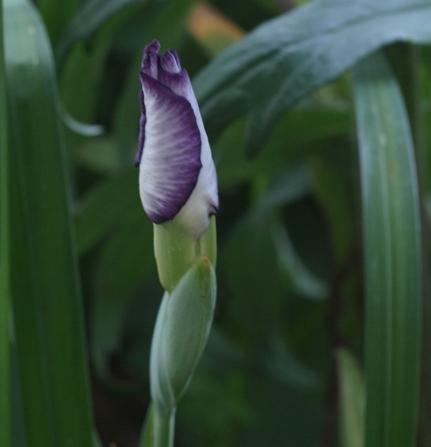 Photo of Japanese Iris (Iris ensata 'Freckled Geisha') uploaded by plantrob