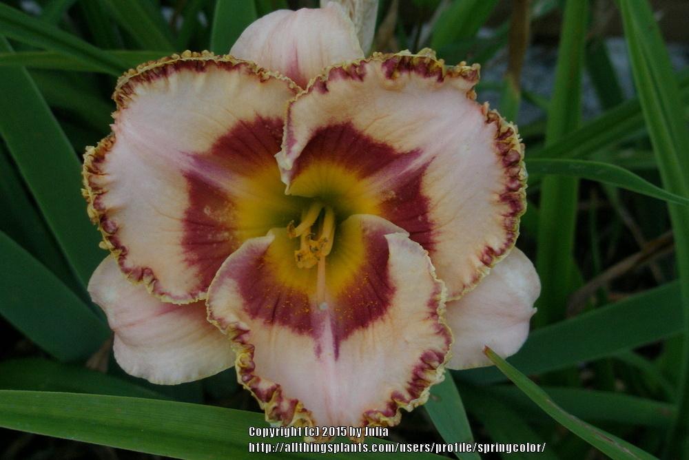 Photo of Daylily (Hemerocallis 'Dreams Come Through') uploaded by springcolor