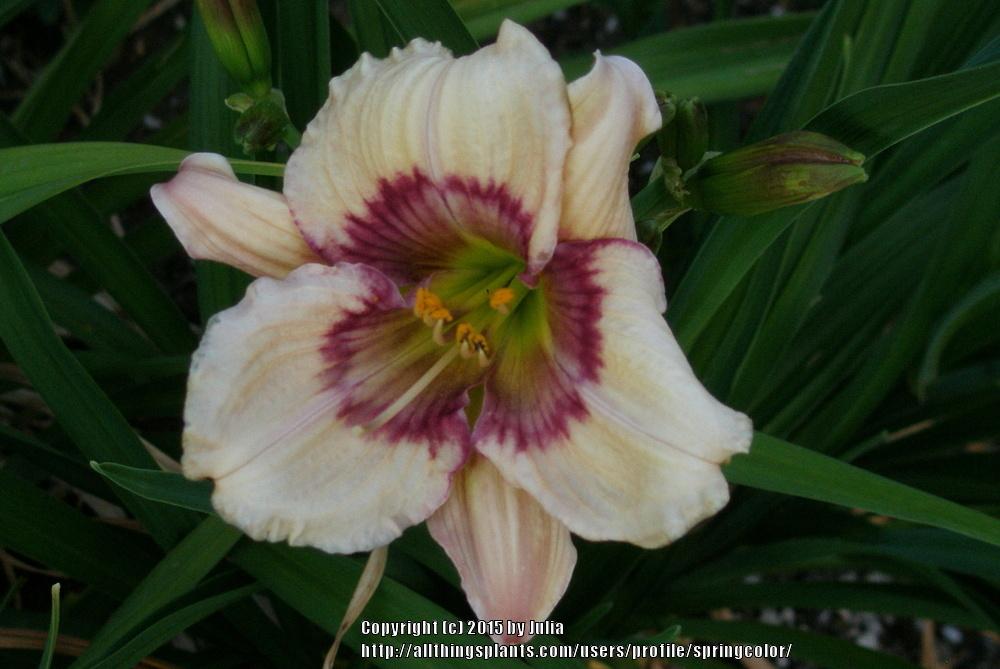 Photo of Daylily (Hemerocallis 'Westbourne Missing Sweet Pea Baby') uploaded by springcolor