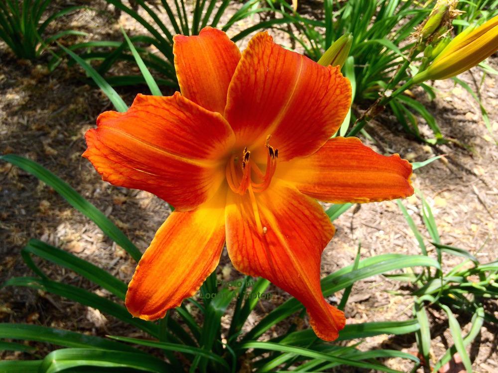 Photo of Daylily (Hemerocallis 'Orange Vols') uploaded by tiptonla