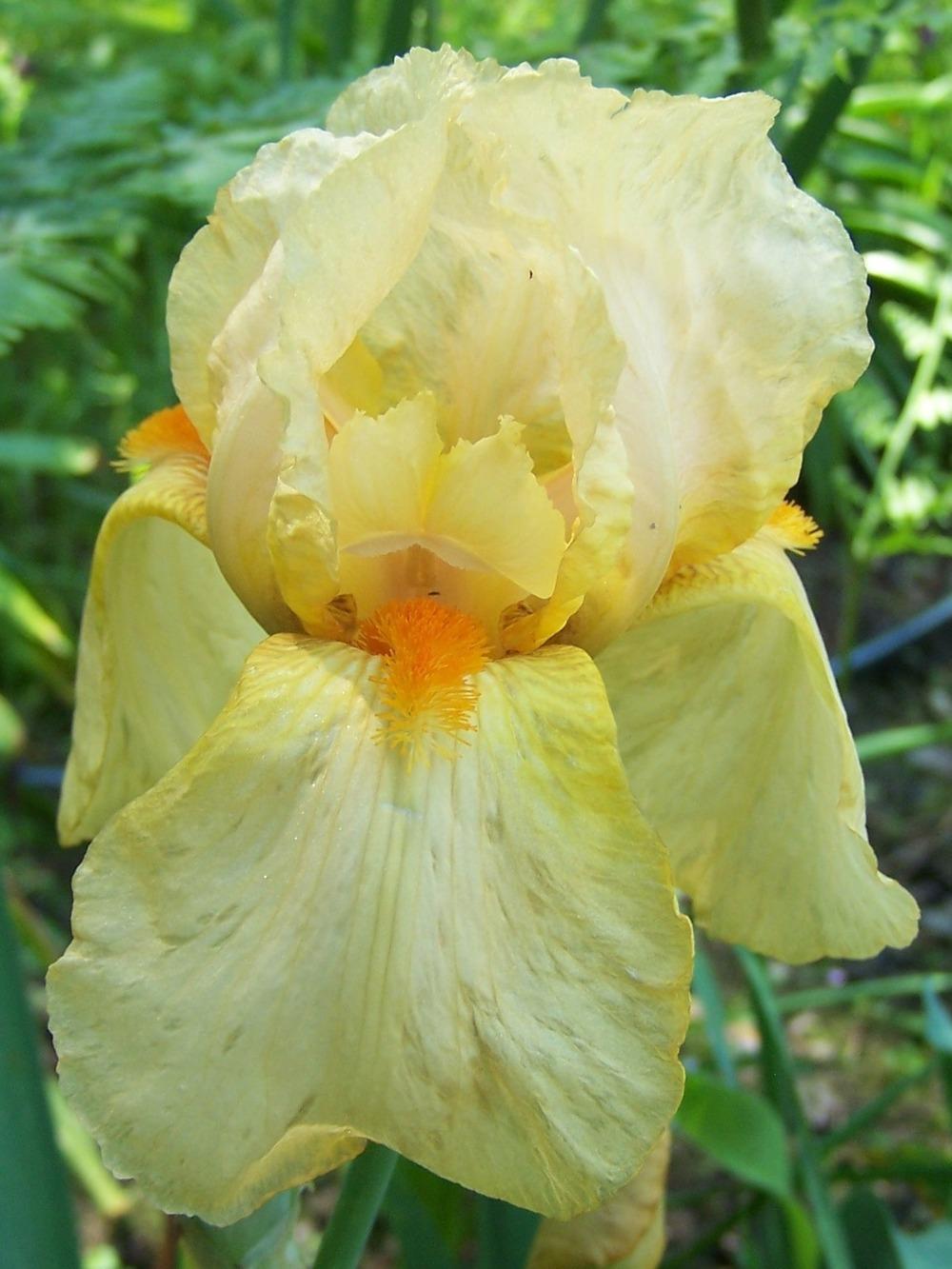 Photo of Tall Bearded Iris (Iris 'Hi Time') uploaded by Calif_Sue