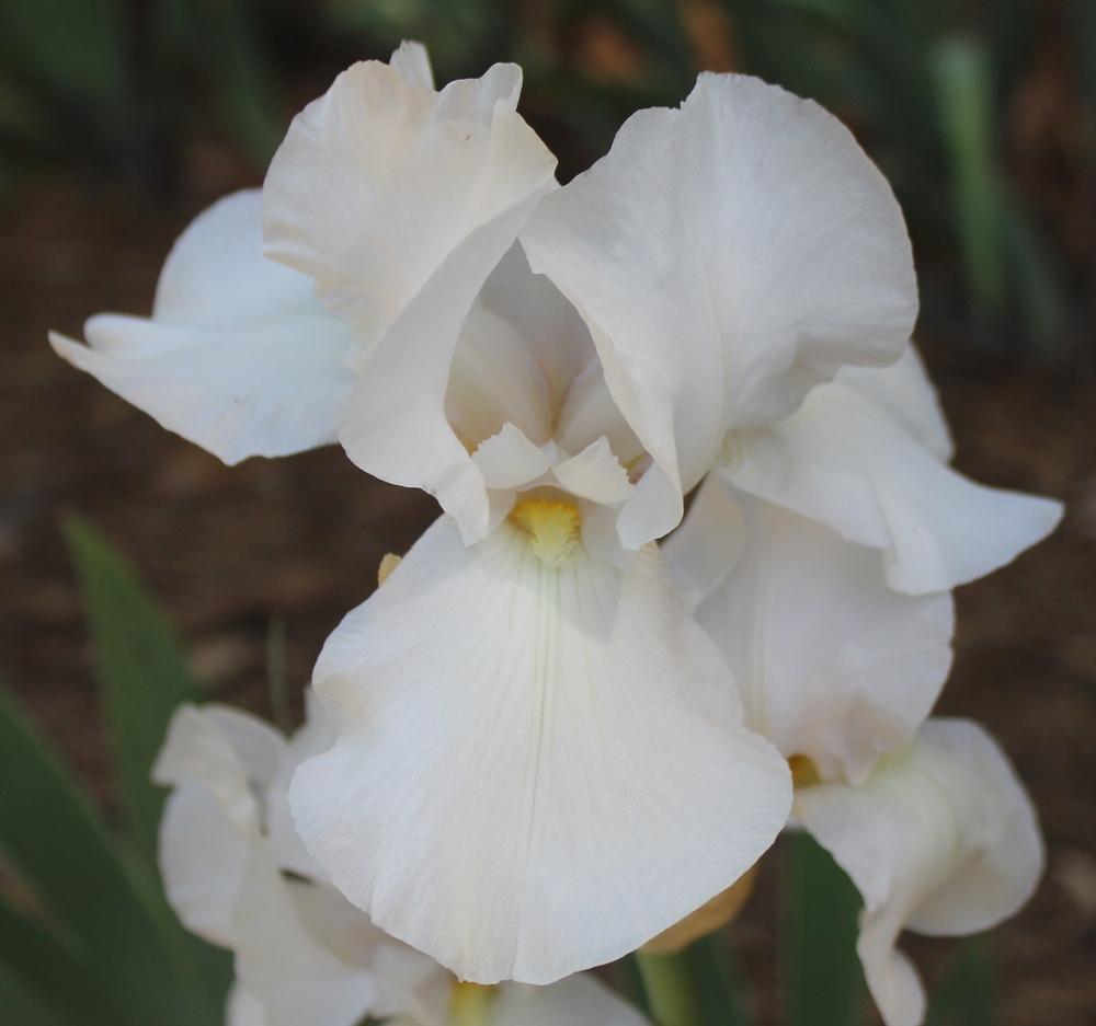 Photo of Tall Bearded Iris (Iris 'Henry Shaw') uploaded by Calif_Sue