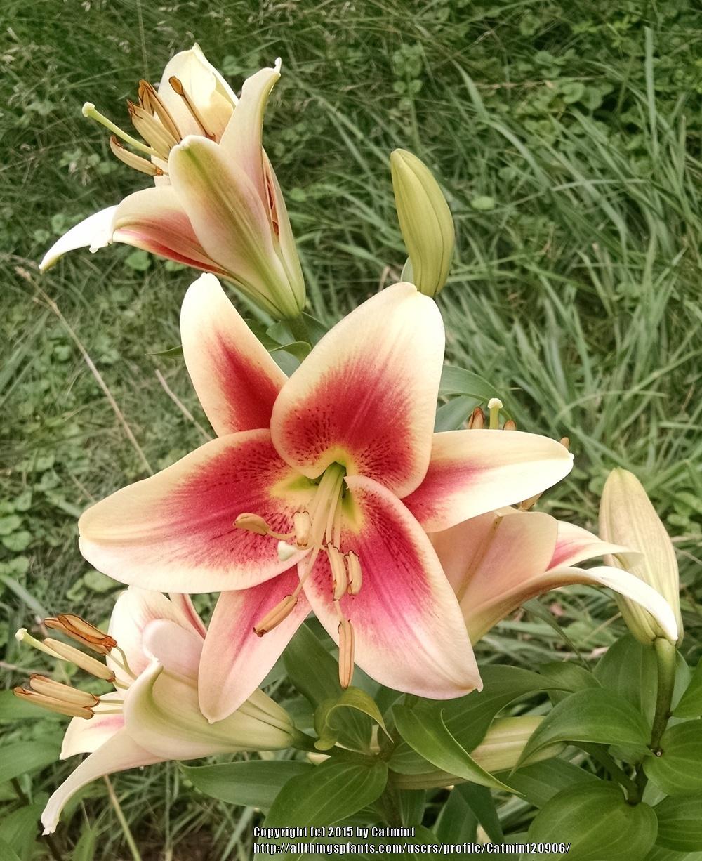 Photo of Lily (Lilium 'Montego Bay') uploaded by Catmint20906