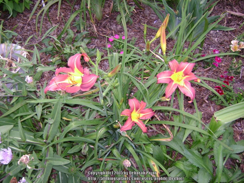 Photo of Daylilies (Hemerocallis) uploaded by Deebie