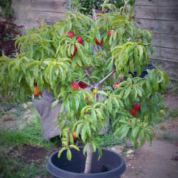 
Date: 2015-06-25
Potted Double Delight Nectarine at 3 years