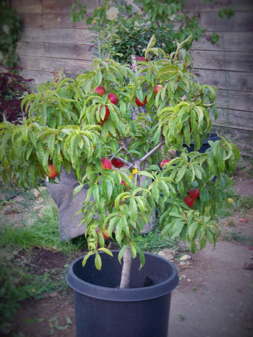 Photo of Nectarine (Prunus persica 'Double Delight') uploaded by LlamaLlori
