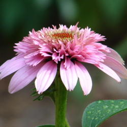 Location: sheri's healing flower garden
Date: 2008-07-10
Pink Double Delight..always a stunning bloom!