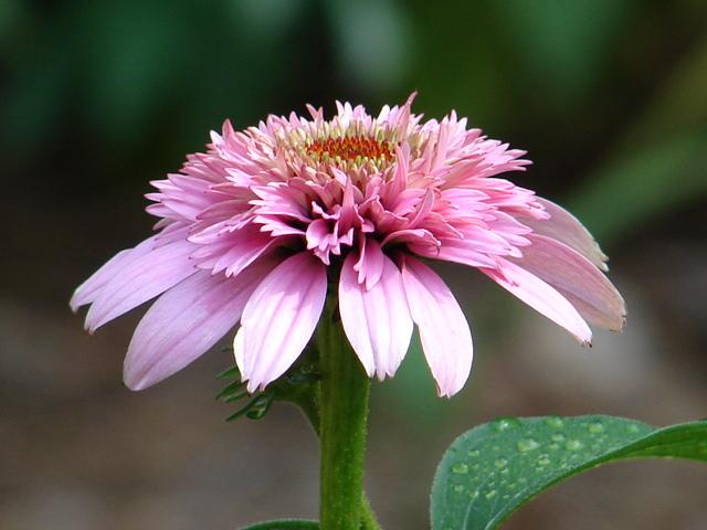 Photo of Coneflower (Echinacea 'Pink Double Delight') uploaded by Sheridragonfly