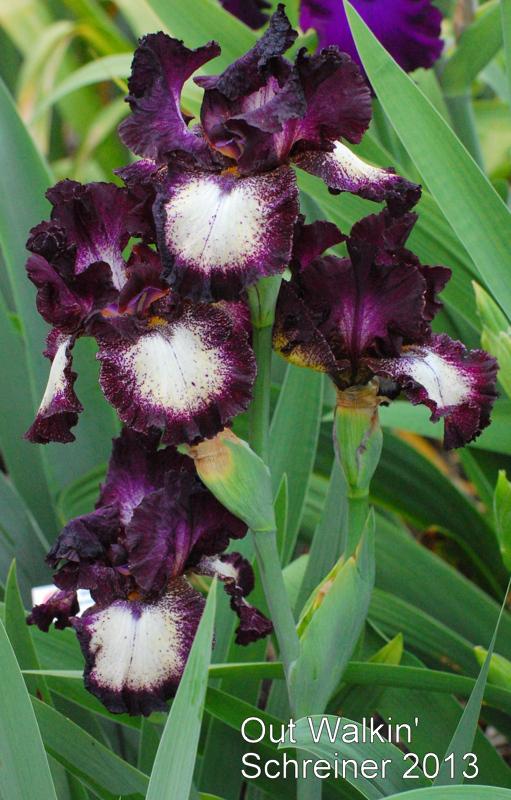 Photo of Tall Bearded Iris (Iris 'Out Walkin'') uploaded by coboro