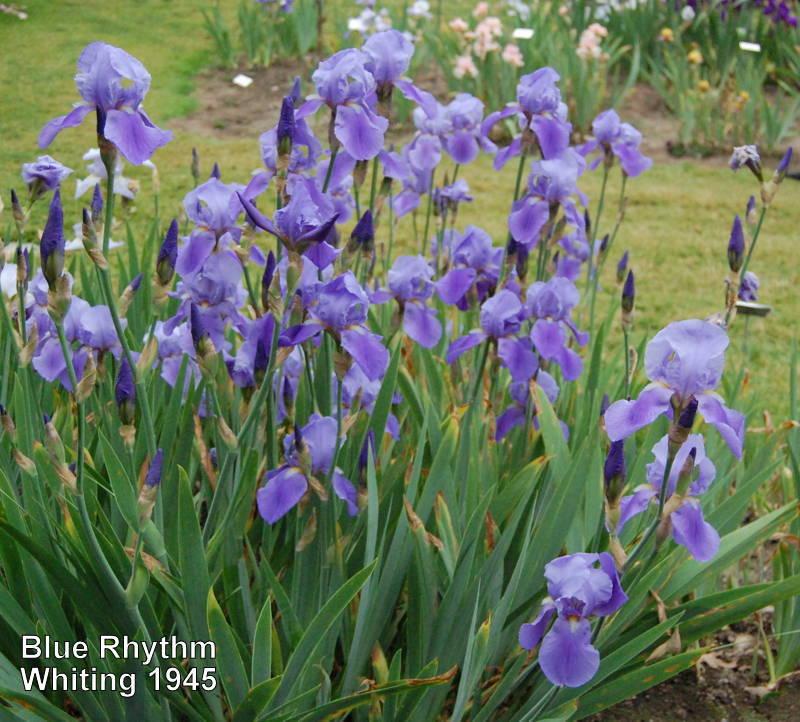 Photo of Tall Bearded Iris (Iris 'Blue Rhythm') uploaded by coboro